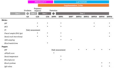 The supplementation of female dogs with live yeast Saccharomyces cerevisiae var. boulardii CNCM I-1079 acts as gut stabilizer at whelping and modulates immunometabolic phenotype of the puppies